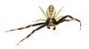 Misumena vatia